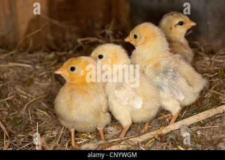 domestic fowl (Gallus gallus f. domestica), chicks in a henhouse, Germany Stock Photo