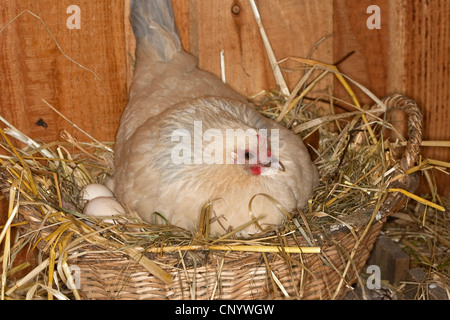 domestic fowl (Gallus gallus f. domestica), breeding hen in a henhouse, Germany Stock Photo