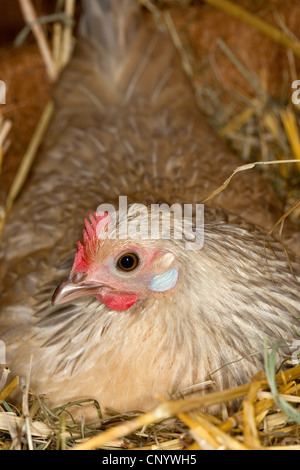 domestic fowl (Gallus gallus f. domestica), breeding hen in a henhouse, Germany Stock Photo
