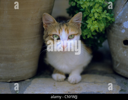 domestic cat, house cat (Felis silvestris f. catus), lying between flower pots in the garden Stock Photo