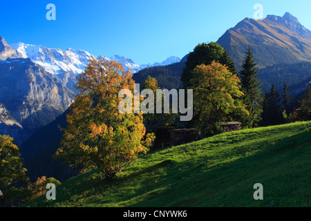 view from Sulwald (1594 m) over the Lauterbrunnental at the three mountains Ogre (Eiger, 3970 m), Monk (Moench, 4107 m) and Virgin (Jungfrau, 4158 m) dominating the Bernese Oberland, Switzerland, Bernese Oberland Stock Photo