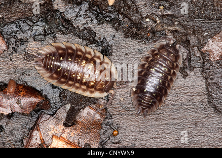 common woodlouse, common sowbug, grey garden woodlouse (Oniscus asellus), on dead wood, Germany Stock Photo