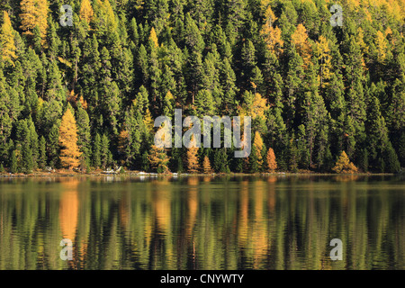 common larch, European larch (Larix decidua, Larix europaea), forest with beginning autumn colouration at the shore of Lake Silvaplana, Switzerland, Graubuenden, Oberengadin Stock Photo