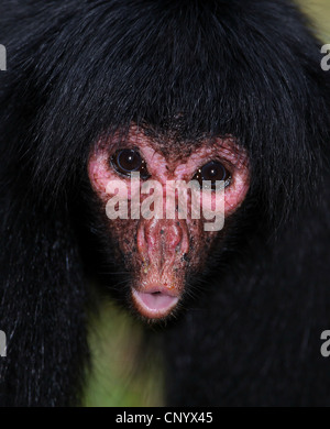 Red-faced Black Spider Monkey (Ateles paniscus), portrait, Brazil, Para Stock Photo