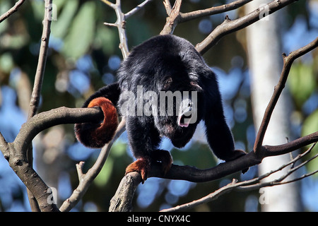 Red-handed Howler Monkey  (Alouatta belzebul), sitting on a tree howling, Brazil, Para Stock Photo