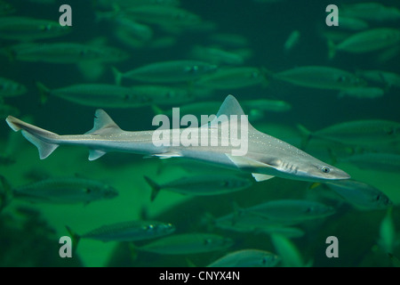 stellate smooth-hound, starry smooth-hound (Mustelus asterias), swimming in front of a fish school Stock Photo