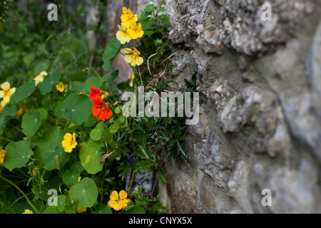 Nasturtium Stock Photo