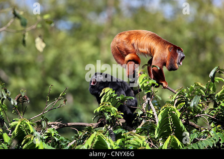 Red-handed Howler Monkey (Alouatta belzebul), on a tree, Brazil, Para Stock Photo