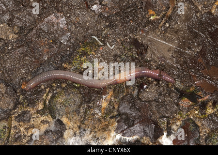 common earthworm, earthworm; lob worm, dew worm, squirreltail worm, twachel (Lumbricus terrestris), creeping on the ground, Germany Stock Photo