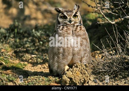Lesser Horned Owl, Magellanic Horned Owl  (Bubo magellanicus), sitting on moss, Chile, Patagonia Stock Photo