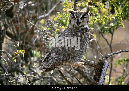 Lesser Horned Owl, Magellanic Horned Owl  (Bubo magellanicus), sitting on a branch, Chile, Patagonia Stock Photo