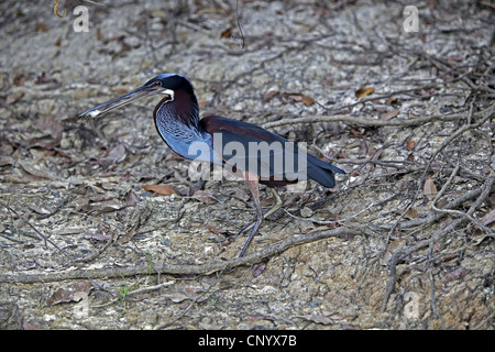 chestnut-bellied heron (Agamia agami), sitting on the ground with prey in its beak, Brazil Stock Photo