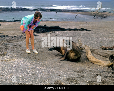 Galapagos sea lion (Zalophus californianus wollebaeki, Zalophus wollebaeki), woman with Galapagos sea lion on the beach, Ecuador, Galapagos Islands Stock Photo