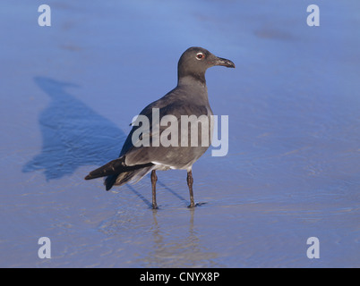 dusky gull (Larus fuliginosus), standing in shallow seawater, Ecuador, Galapagos Islands Stock Photo
