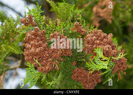 Japanese cypress, Hinoki cypress, Hinoki (Chamaecyparis obtusa), branch with cones Stock Photo