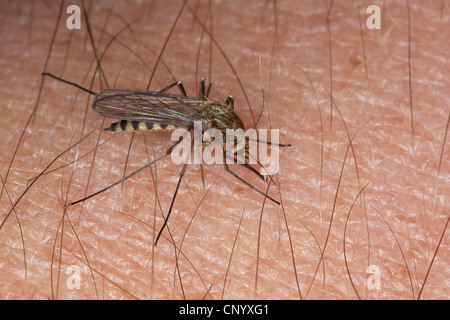 mosquito, gnat (Aedes spec., Ochlerotatus spec.), female sucking blood from a human arm, Germany Stock Photo