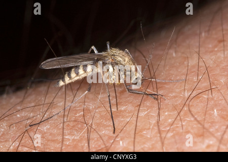 mosquito, gnat (Aedes spec., Ochlerotatus spec.), female sucking blood from a human arm, Germany Stock Photo