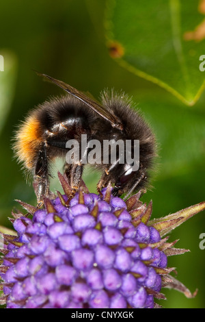 red-tailed bumble bee (Bombus lapidarius, Pyrobombus lapidarius, Aombus lapidarius), female sitting on a violet blossom looking for nectar, Germany Stock Photo