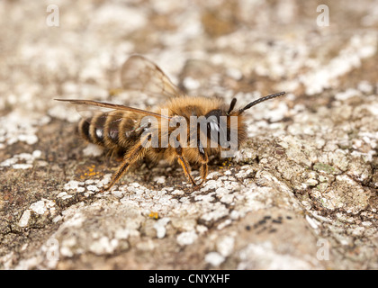 Male Yellow-legged Mining Bee - Andrena flavipes, on a lichen covered stone. Stock Photo