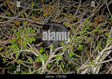 Black Howler Monkey (Alouatta caraya), male on a tree feeding, Brazil, Pantanal Stock Photo