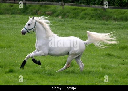 Arabian Thorougbred, Pure-bred Arab horse (Equus przewalskii f. caballus), running joyfully on paddock, Germany, North Rhine-Westphalia Stock Photo