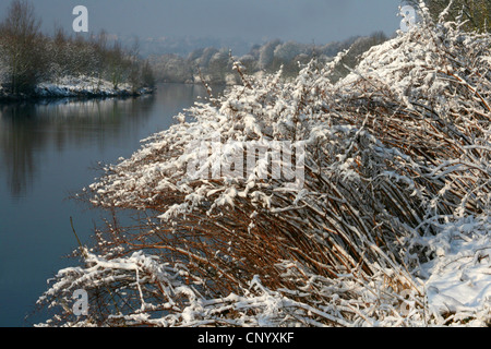 Japanese Knotweed (Fallopia japonica, Reynoutria japonica), snow on the dead sprouts at Ruhr river in winter, Germany, North Rhine-Westphalia, Ruhr Area, Essen Stock Photo