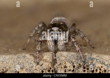 zebra jumper (Salticus scenicus), sitting on soil ground Stock Photo