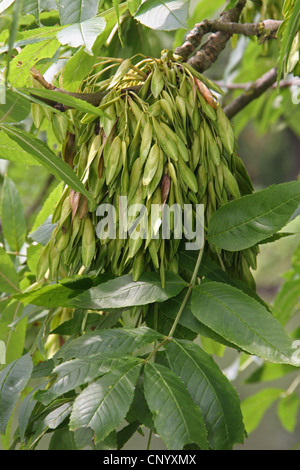 common ash, European ash (Fraxinus excelsior), fruits on a tree, Germany, North Rhine-Westphalia Stock Photo