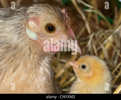 bantam (Gallus gallus f. domestica), hen and chick, portrait, Germany Stock Photo