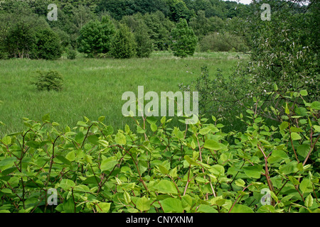 Japanese Knotweed (Fallopia japonica, Reynoutria japonica), view of FFH area Heisinger Ruhraue in Ruhr Valley, Japanese Knotweed in the foreground, Germany, North Rhine-Westphalia, Ruhr Area, Essen Stock Photo