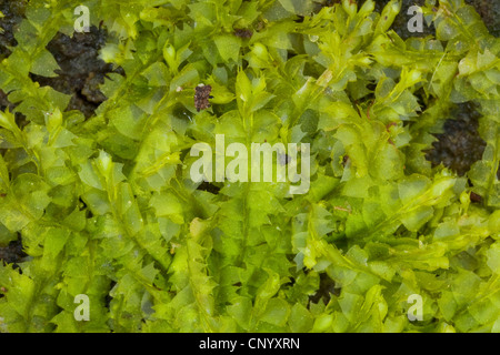 liverwort (Lophocolea bidentata, Lophocolea cuspidata, Jungermannia bidentata), branchlets, Germany Stock Photo