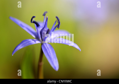 twin-leaf squill (Scilla bifolia), flower, Germany Stock Photo