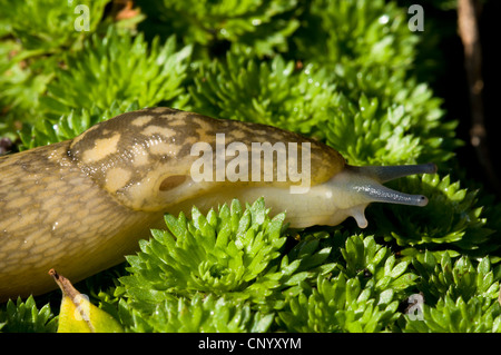 A yellow slug (Limax flavus) sliding over ground cover vegetation in a garden in Belvedere, Kent. October.