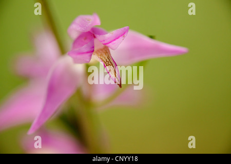 red helleborine (Cephalanthera rubra), flower, Germany Stock Photo