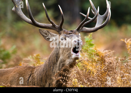 A fourteen point imperial red deer stag (Cervus elaphus) in profile, in ...