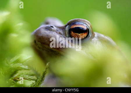 European common toad (Bufo bufo), portrait in moos, Germany, Rhineland-Palatinate Stock Photo