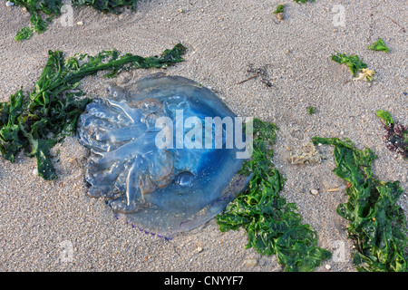 blue lion's mane, cornflower jellyfish (Cyanea lamarcki), stranded jellyfish in the sand, Germany, Schleswig-Holstein, Hoernum, Sylt