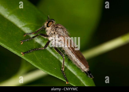 common awl robberfly (Neoitamus cyanurus), sitting on a leaf, Germany, Brandenburg Stock Photo