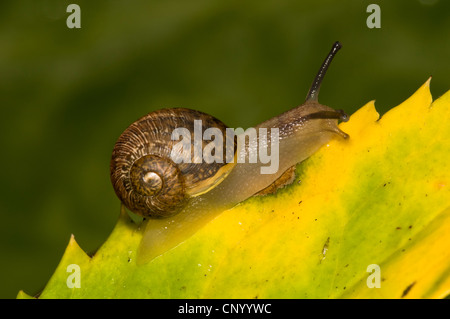 A common garden snail (Cornu aspersum) crawling along a leaf edge in a garden in Belvedere, Kent. October. Stock Photo