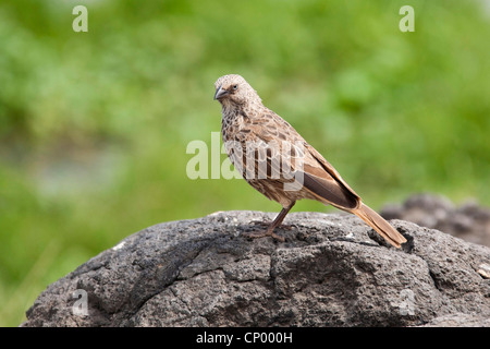 rufous-tailed weaver (Histurgops ruficauda), sitting on a rock, Tanzania Stock Photo
