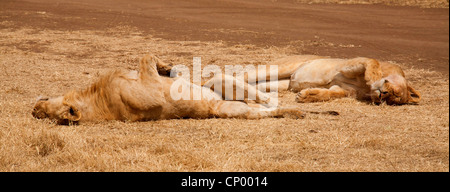 lion (Panthera leo), two lionesses during a siesta, Tanzania Stock Photo