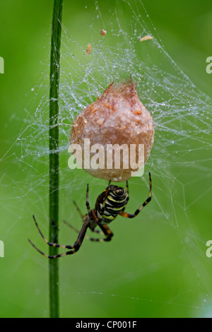 black-and-yellow argiope, black-and-yellow garden spider (Argiope bruennichi), with cocoon in web in morning dew, Germany, Baden-Wuerttemberg Stock Photo