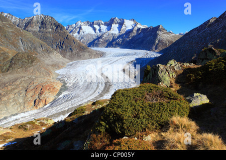 Great Aletsch Glacier, the largest glacier in the Alps, and the Wannenhorns, Switzerland, Valais Stock Photo