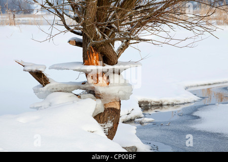 willow with ice as flood marks, Germany, Lower Saxony, Wendland, Elbtalaue Stock Photo