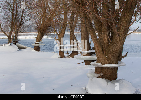 willows with ice as flood marks, Germany, Lower Saxony, Wendland, Elbtalaue Stock Photo
