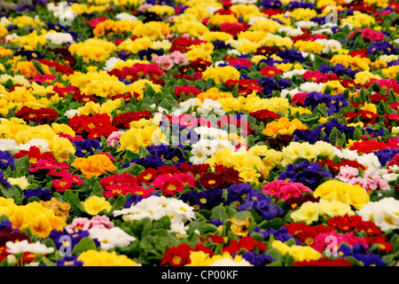 true English primrose (Primula acaulis, Primula vulgaris), primroses in a nursery Stock Photo