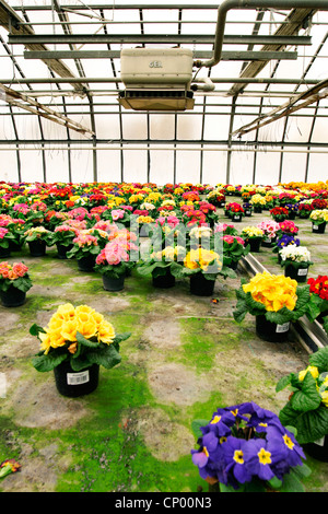 true English primrose (Primula acaulis, Primula vulgaris), primroses in a nursery Stock Photo