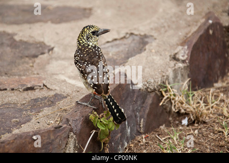 d'arnaud's barbet (Trachyphonus darnaudii), sitting on the ground, Tanzania Stock Photo