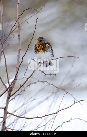 fieldfare (Turdus pilaris), sitting on a branch in winter, Germany Stock Photo