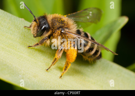 A female Yellow-legged Mining Bee - Andrena flavipes - with pollen Stock Photo